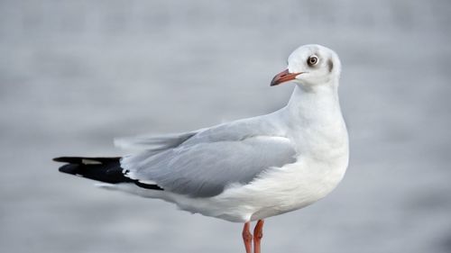 Close-up of seagull perching