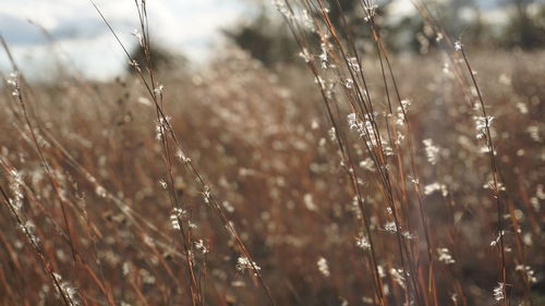 Close-up of wet crops on field