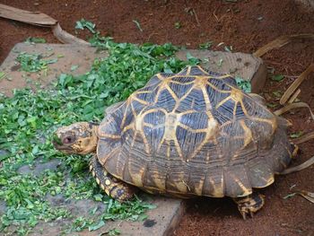 High angle view of a turtle in water