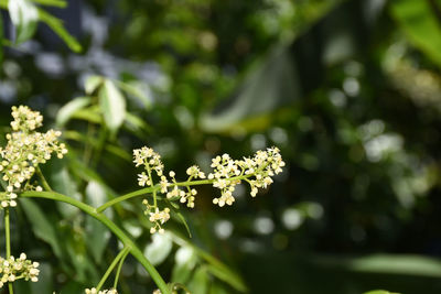 Azadirachta indica on a blurred background, neem flower on a blurred background