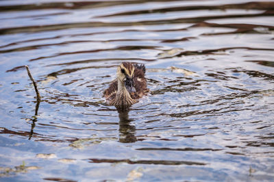 View of duck swimming in lake