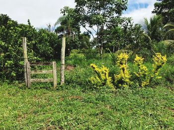 Plants and trees in park against sky