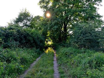 Trees in sunlight