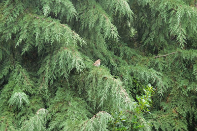 Bird perching on tree in forest