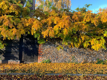 Yellow leaves on tree by building during autumn