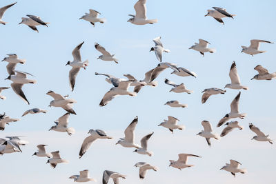 Low angle view of birds flying in the sky