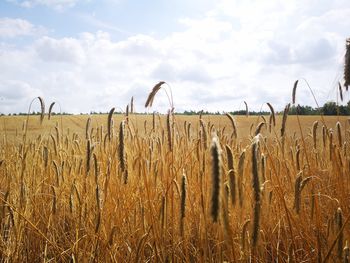 Crops growing on field against sky