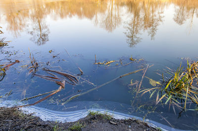 High angle view of lake by trees
