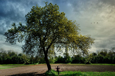 Trees on field against sky