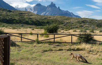 Horses in a field