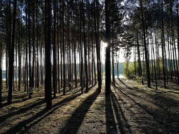 View of trees in forest