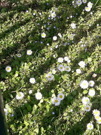 Close-up of white flowering plants