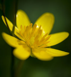 Close-up of yellow flower
