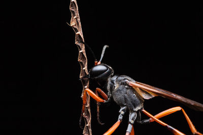 Close-up of insect on twig against black background