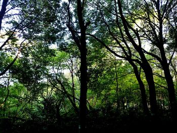 Low angle view of trees in forest