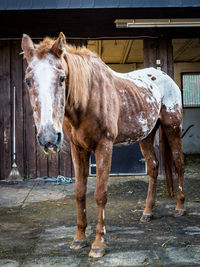 Horse standing in stable