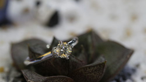 High angle view of wedding rings on plant