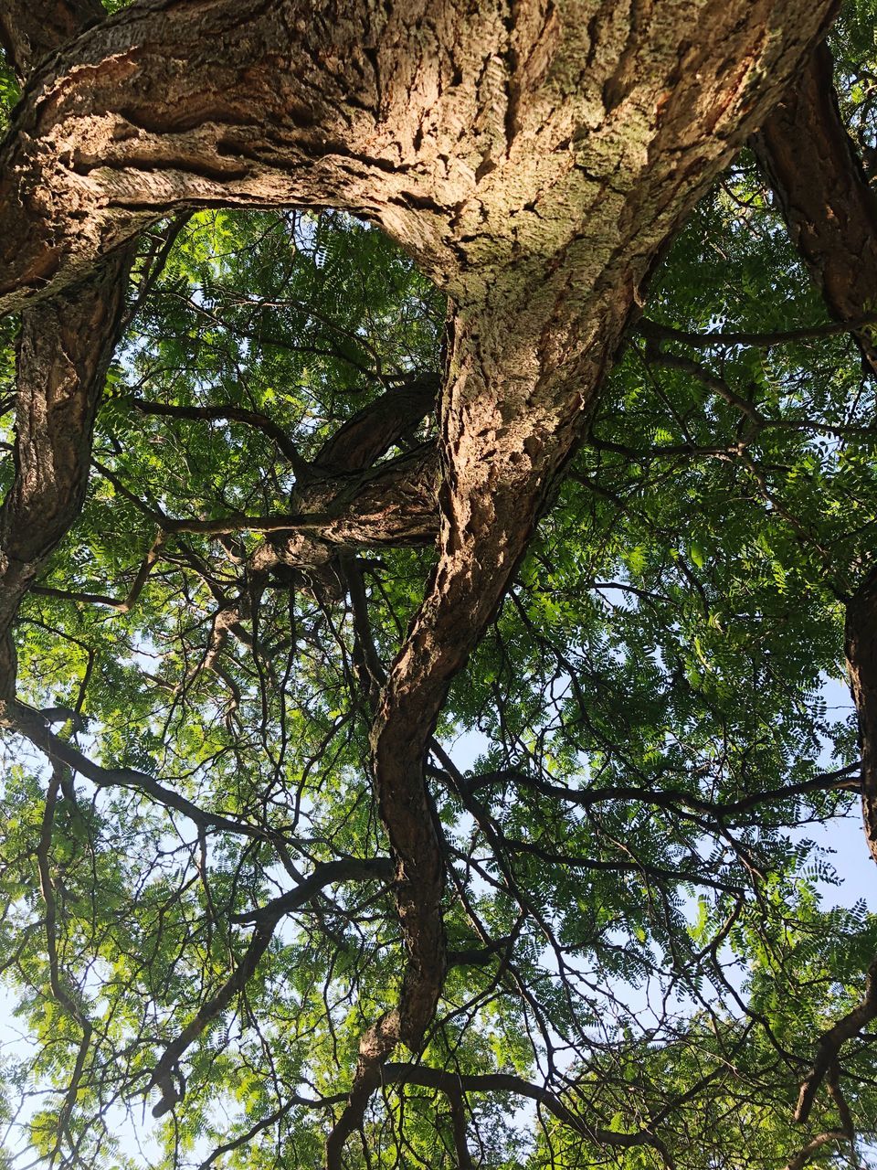 tree, plant, low angle view, tree trunk, trunk, forest, day, growth, branch, nature, no people, beauty in nature, land, green color, tranquility, outdoors, woodland, tree canopy, plant part, scenics - nature, directly below