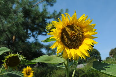 Close-up of yellow sunflower against sky