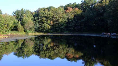 Scenic view of lake by trees against sky