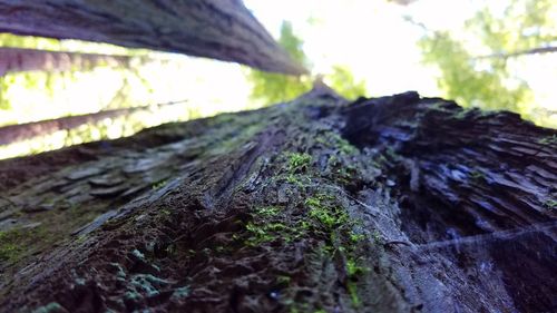 Low angle view of tree trunk