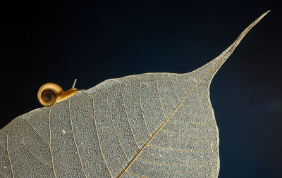 Close-up of dry leaves against black background