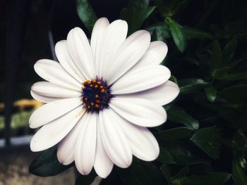 Close-up of white flower