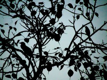 Low angle view of silhouette bare tree against sky