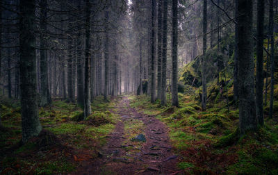 Dark and gloomy forest with idylliv path and cafe mood