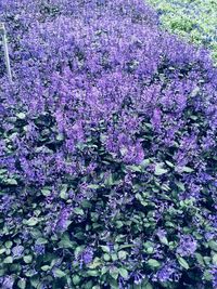 High angle view of purple flowering plants