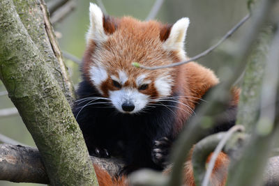 Red panda on tree