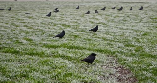 Bird perching on a field