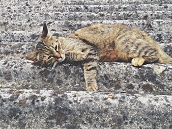 Cat relaxing on tiled floor