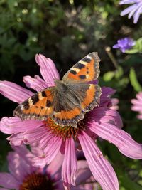 Close-up of butterfly pollinating on pink flower