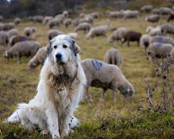 View of a dog on field