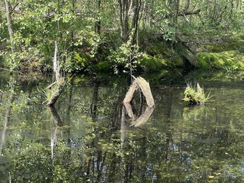 View of plants in lake