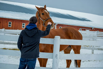Rear view of man touching brown horse in ranch during winter