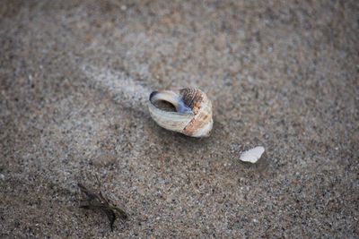 Close-up of shells