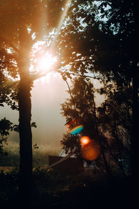 Sunlight streaming through trees in forest against bright sun