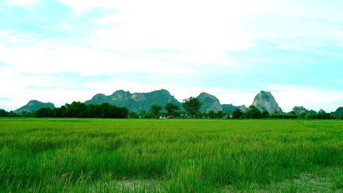 Scenic view of agricultural field against sky