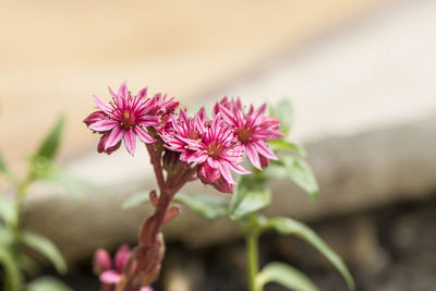 Close-up of pink flowering plant