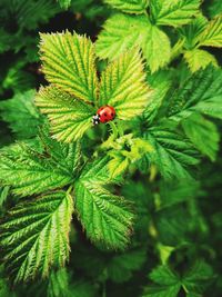 Close-up of ladybug on plant