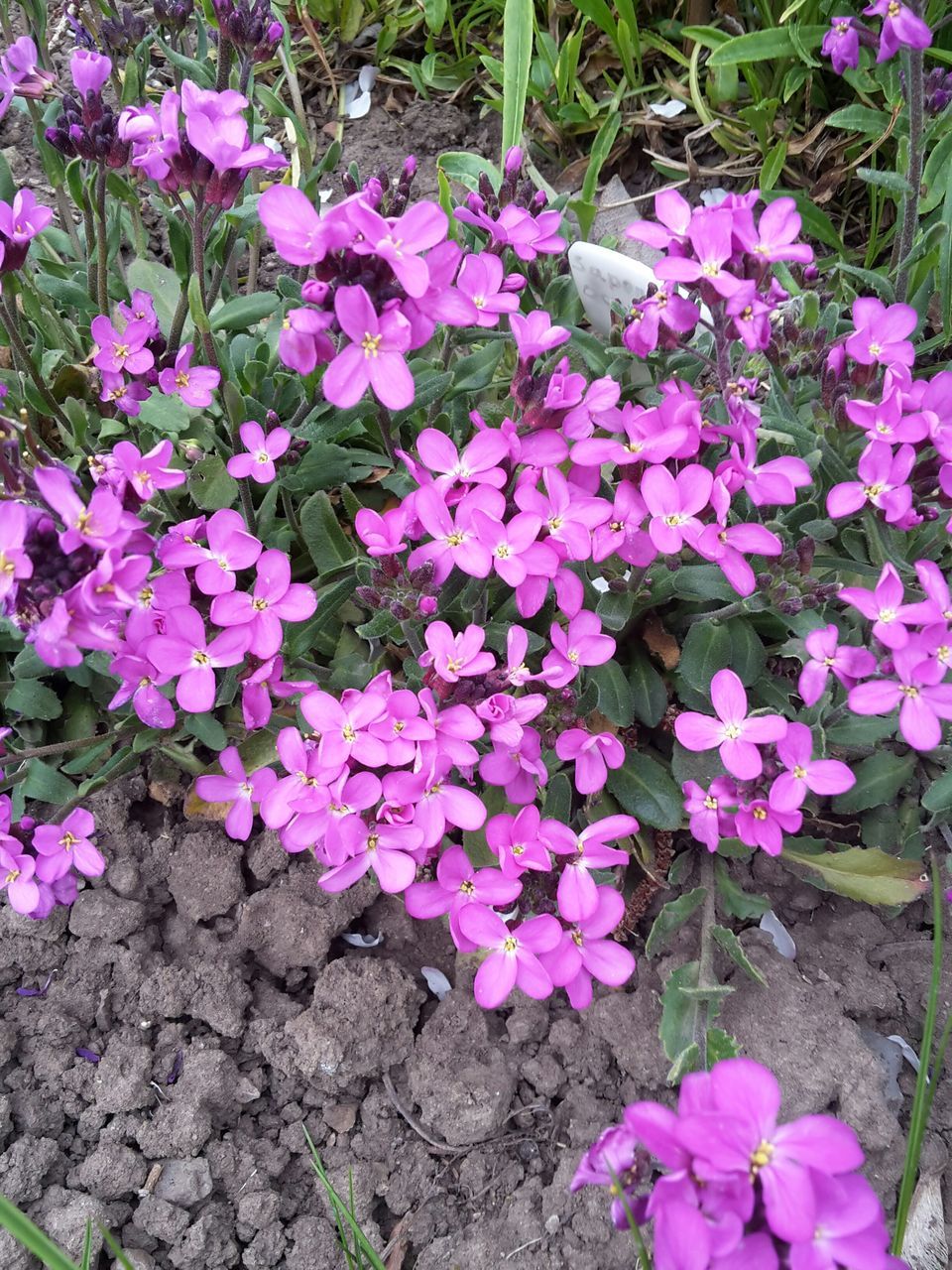 flower, growth, freshness, fragility, purple, plant, beauty in nature, nature, pink color, high angle view, petal, blooming, field, leaf, outdoors, in bloom, day, no people, park - man made space, flower head