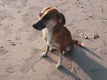 High angle view of dog on beach