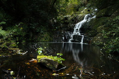 Scenic view of waterfall in forest