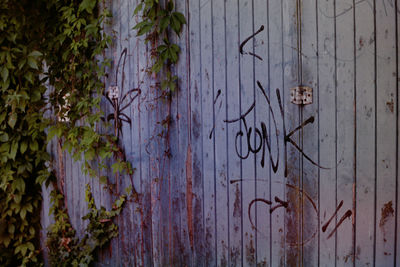 Close-up of ivy on old wall