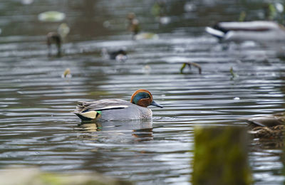 Close-up of duck swimming in lake