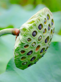 Close-up of butterfly on leaf