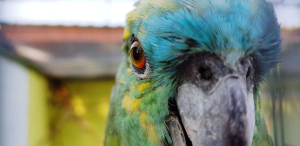 Close-up of parrot