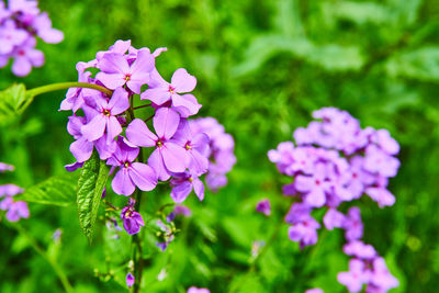 Close-up of purple flowering plant